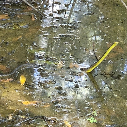 Common Tree Snake sighting