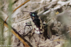 Cicindela parowana platti