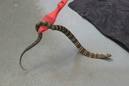 Tiger Snake sighting