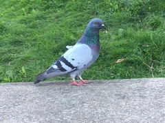 Columba livia