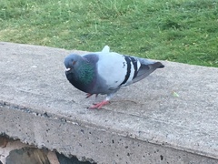 Columba livia