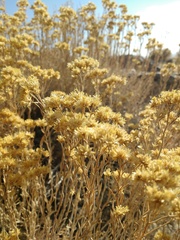 Chrysothamnus viscidiflorus puberulus