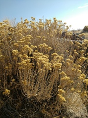 Chrysothamnus viscidiflorus puberulus