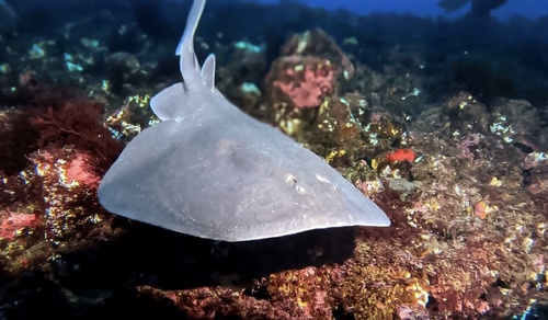 Chilean torpedo (Tetronarce tremens) — Torpedinidae — 4