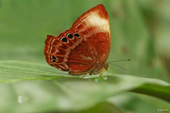 Abisara saturata kausambioides