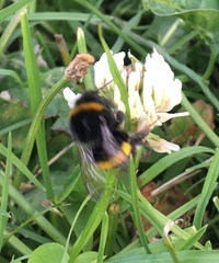 Bombus terrestris