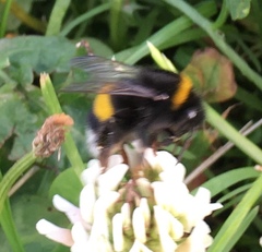 Bombus terrestris