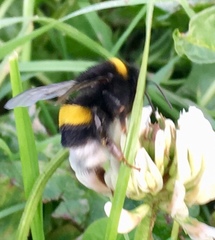 Bombus terrestris
