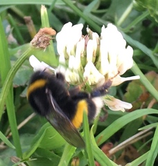 Bombus terrestris