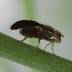 Eutreta noveboracensis