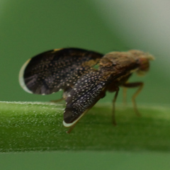 Eutreta noveboracensis