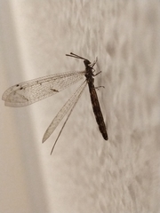 Nemoleontini