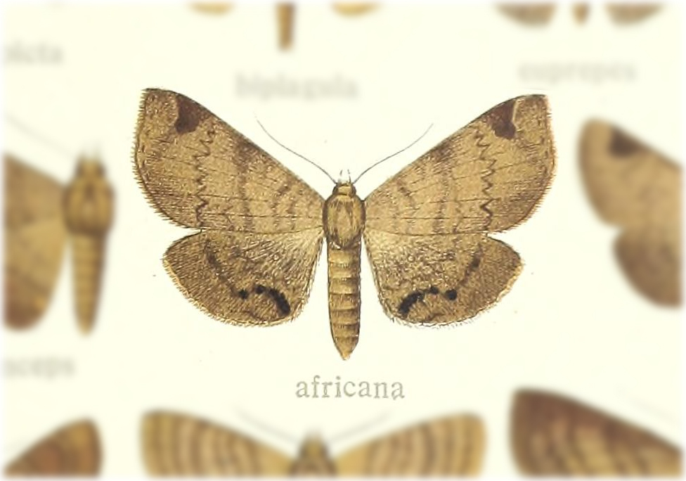 Mecodina africana