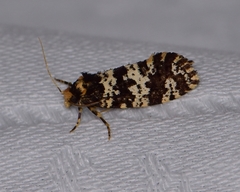 Ardiosteres moretonella