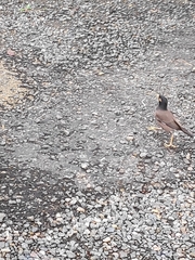 Acridotheres tristis