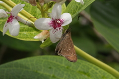 Pelopidas mathias mathias