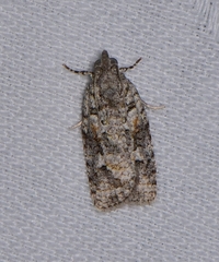 Acropolitis canana