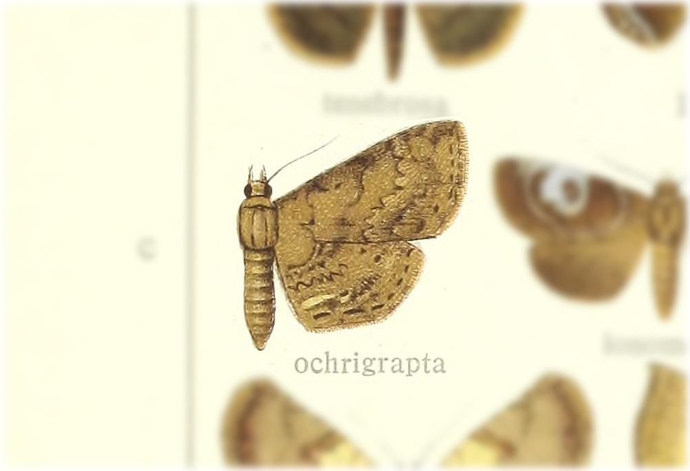 Mecodina ochrigrapta