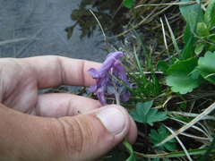 Corydalis pauciflora