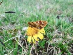 Boloria frigidalis