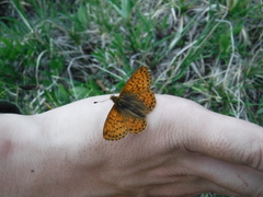 Boloria frigidalis