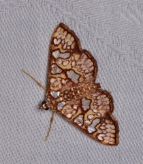 Glyphodes canthusalis