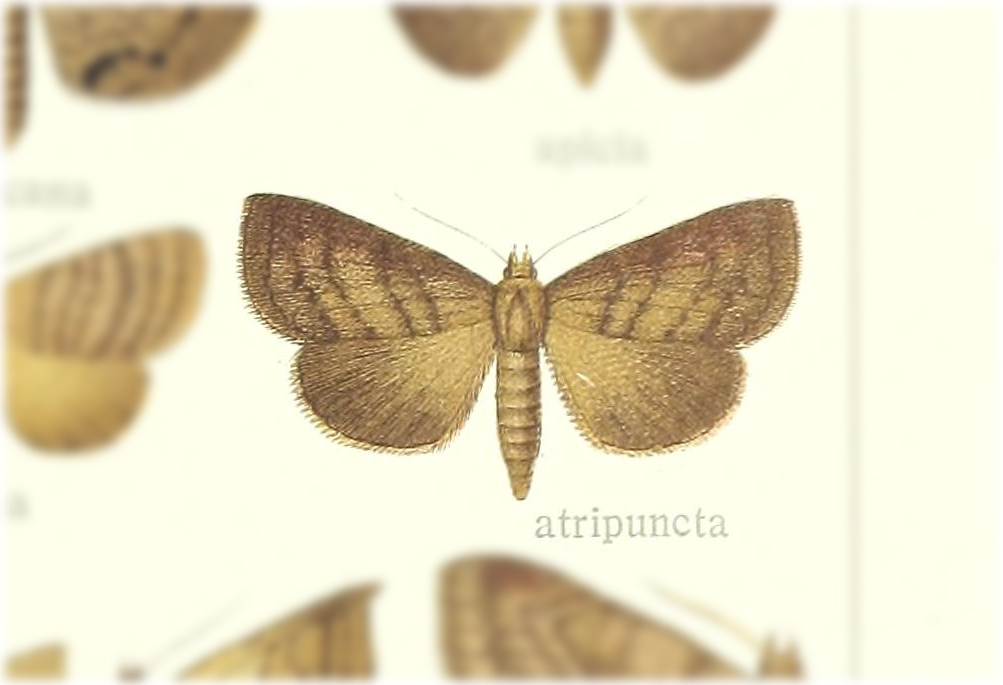 Avitta atripuncta