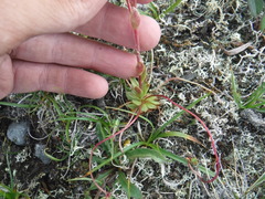 Saxifraga macrocalyx