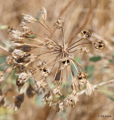 Brodiaea pallida