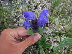 Dracocephalum grandiflorum
