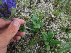 Dracocephalum grandiflorum