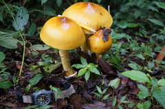 Amanita hayalyuy