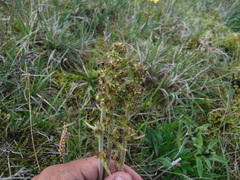 Micranthes hieraciifolia