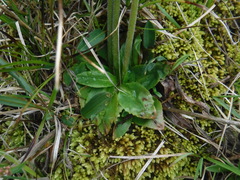 Micranthes hieraciifolia