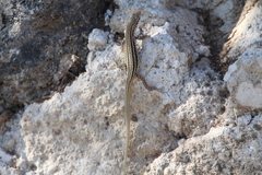 Podarcis erhardii