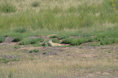 Canis latrans lestes
