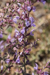 Salvia virgata