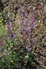 Salvia virgata