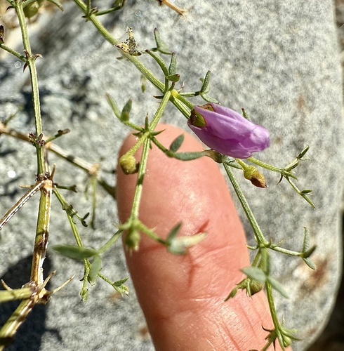 iNaturalist observation photo of California fagonbush