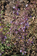 Salvia virgata