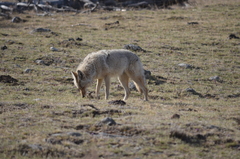 Canis latrans lestes
