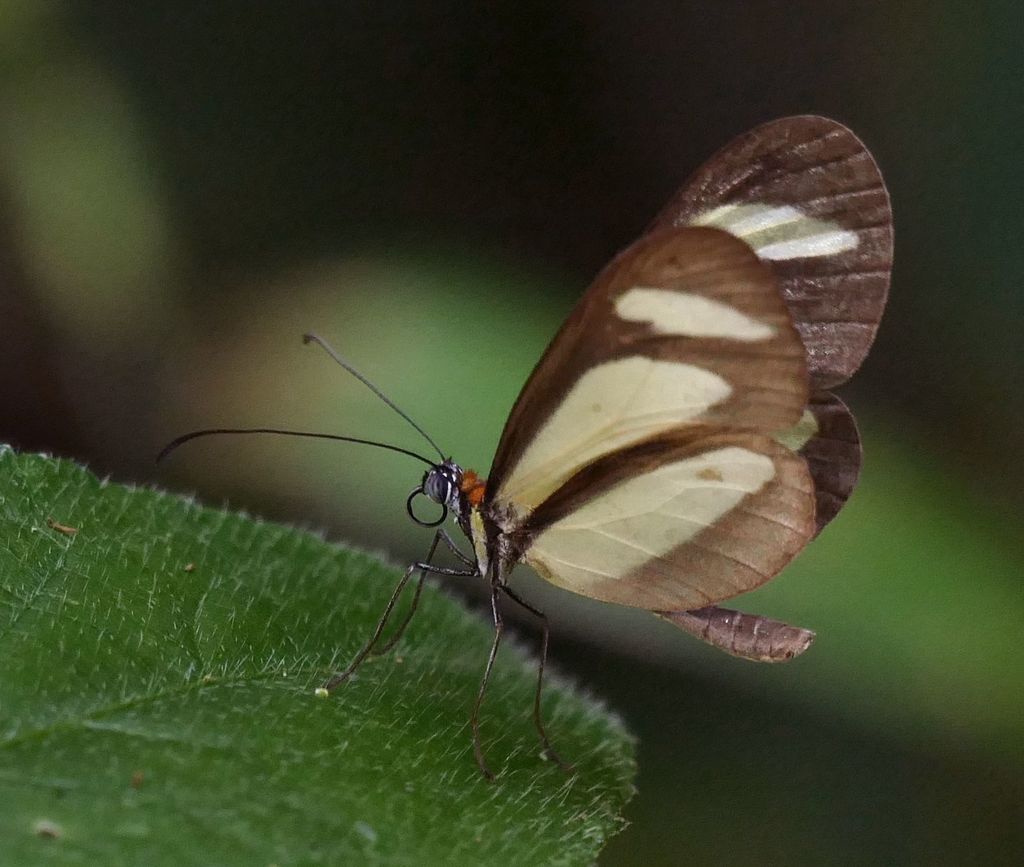 Aeria olena