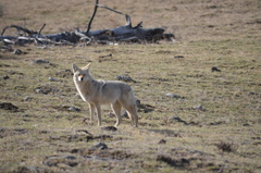 Canis latrans lestes