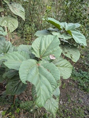 Ficus auriculata