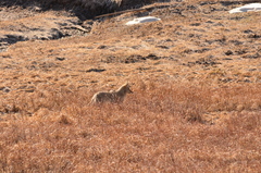 Canis latrans lestes