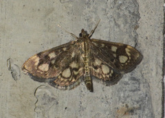 Anania coronata