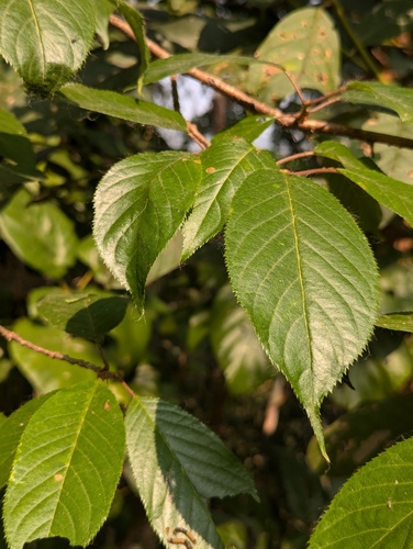Prunus cerasoides, photograph 1