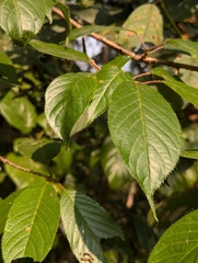 Prunus cerasoides, photograph (c) Sagnik Dutta Roy, some rights reserved (CC BY)