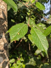 Prunus cerasoides, photograph (c) Sagnik Dutta Roy, some rights reserved (CC BY)