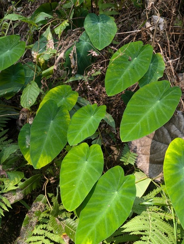 Fallax tauro (Colocasia fallax)